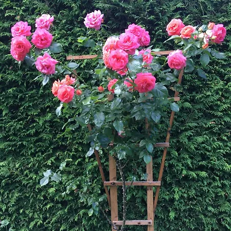 Roklan 3* Železná Ruda