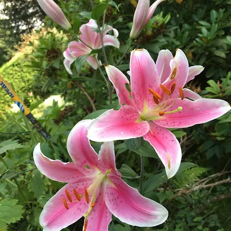 Roklan Železná Ruda