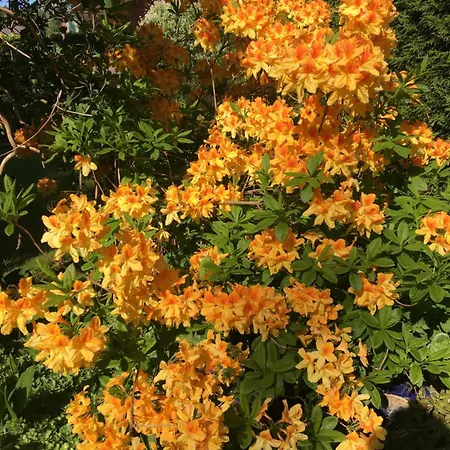 Penzion Roklan Železná Ruda